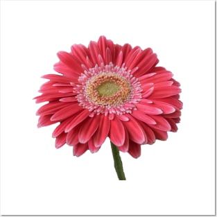 Pink Gerbera Posters and Art